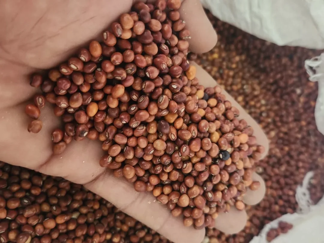 Semente Guandu Anão IAPAR 43